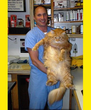 ���e����e ���e��� (main coon)