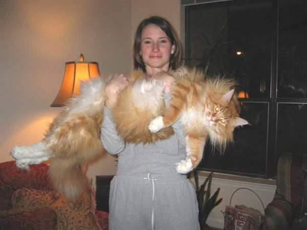 ���e����e ���e��� (main coon)