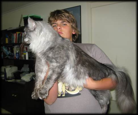 ���e����e ���e��� (main coon)