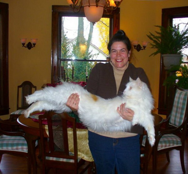 ���e����e ���e��� (main coon)
