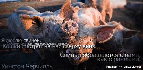 ����� ������