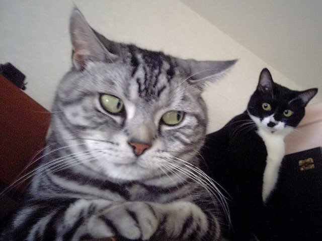 Кошаки