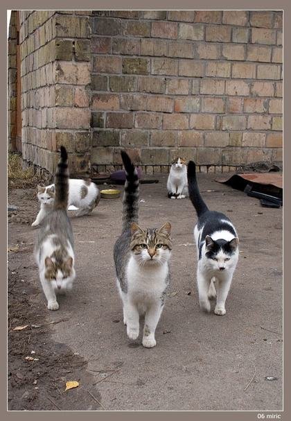 Кошаки
