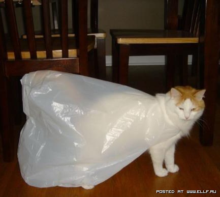 Коты и пакеты
