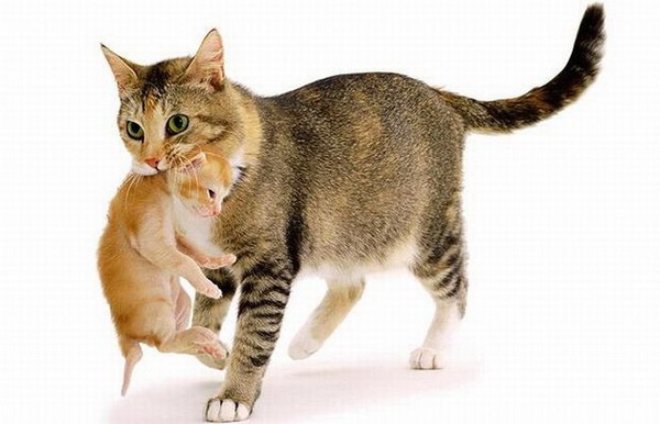 Жизнь котов