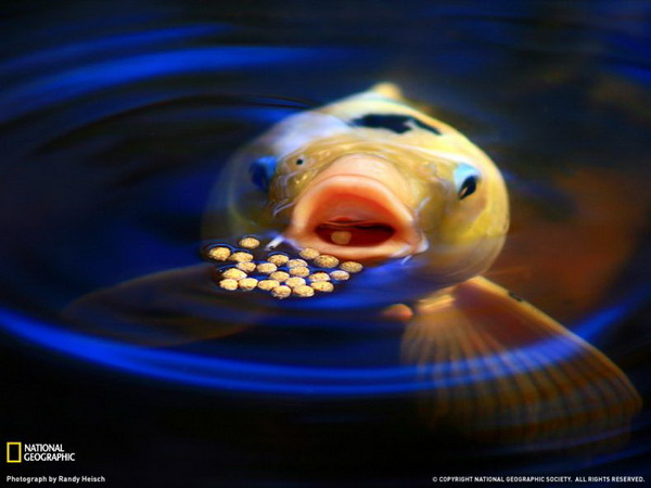 ������ ���� �� National Geographic