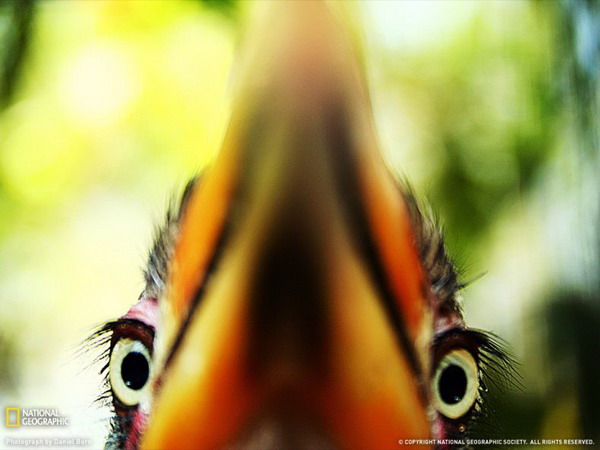 ������ ���� �� National Geographic