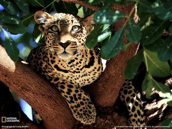 ������ ���� �� National Geographic