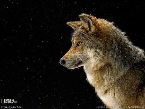 ������ ���� �� National Geographic