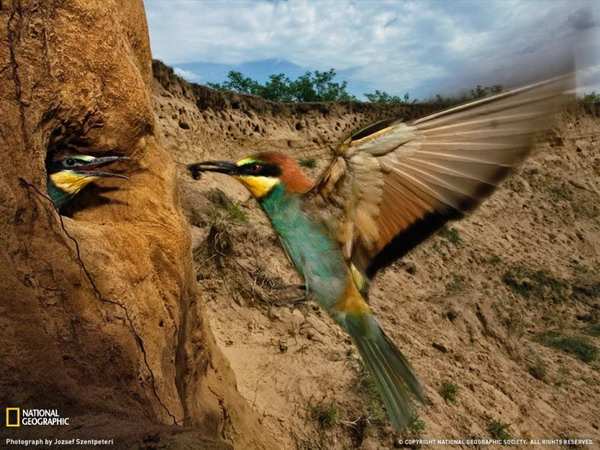 ������ ���� �� National Geographic