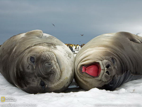 ������ ���� �� National Geographic