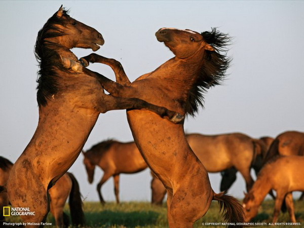 ������ ���� �� National Geographic