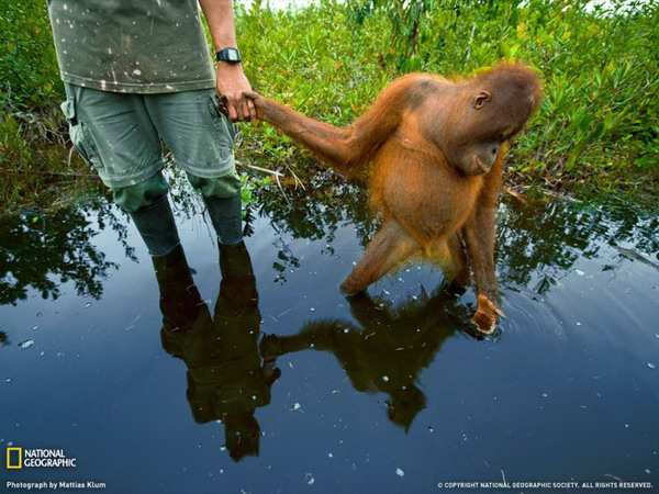 ������ ���� �� National Geographic