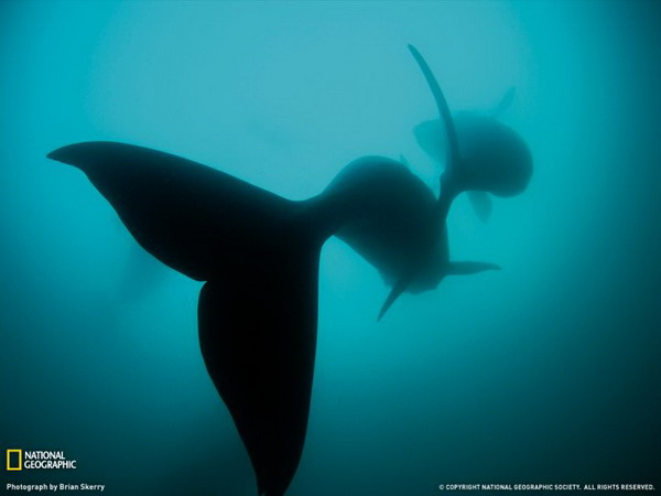 ������ ���� �� National Geographic