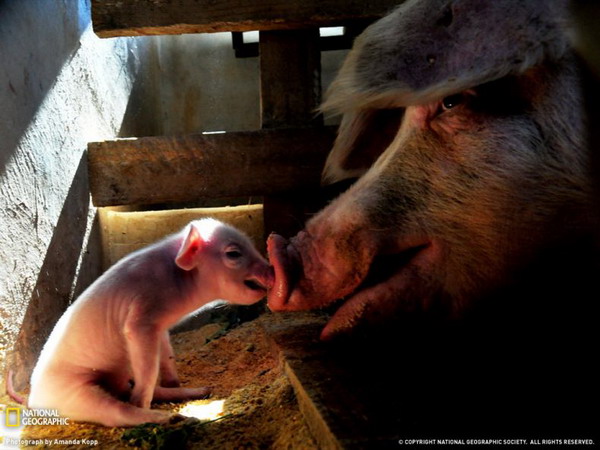 ������ ���� �� National Geographic
