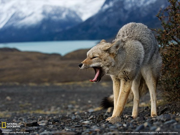 ������ ���� �� National Geographic