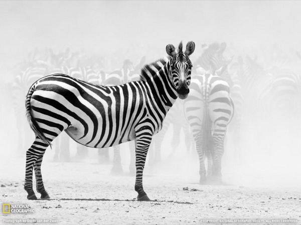 ������ ���� �� National Geographic