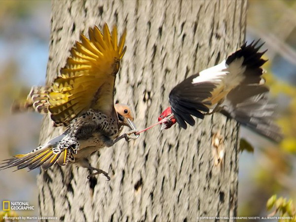 ������ ���� �� National Geographic