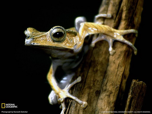 ������ ���� �� National Geographic
