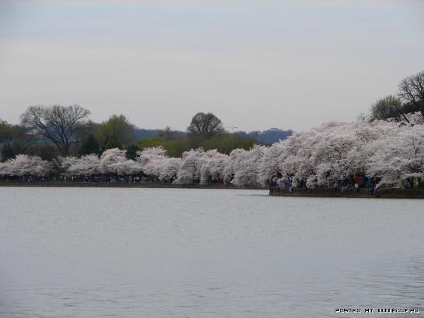 Фестиваль цветущей вишни