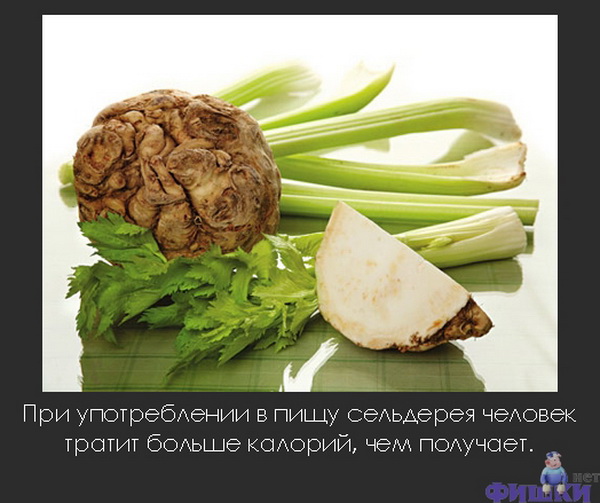 Самые интересные факты