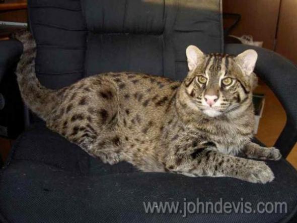 ���������� ���-�������