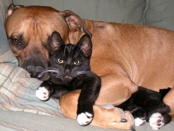 Кот и пес