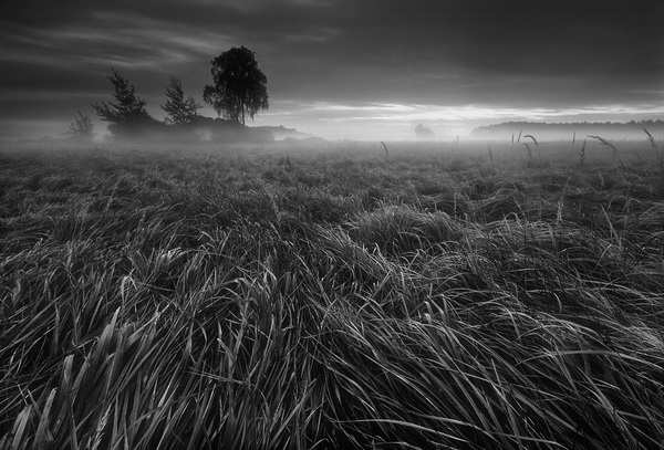 �������� Krzysztof Browko