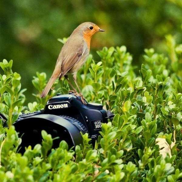 Фотографы-животные