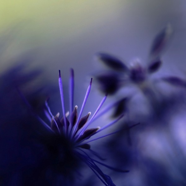 �������� Eiwy Ahlund