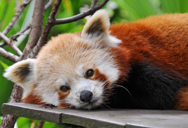Красная панда firefox