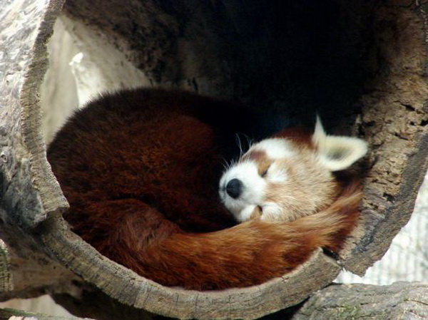 ������� ����� firefox