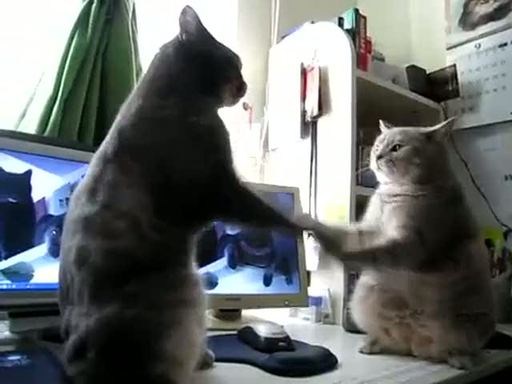 French cats playing patty cake
