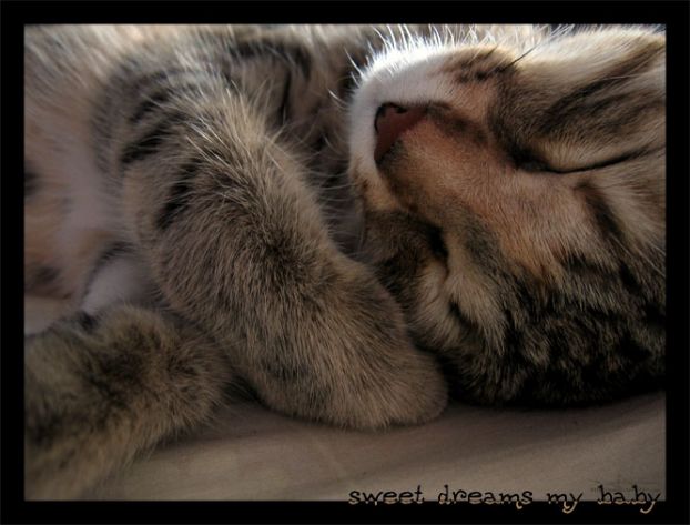 Котейки