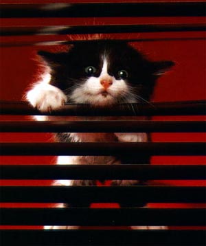 Котейки
