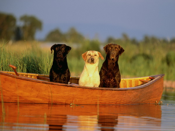 Трое в лодке...