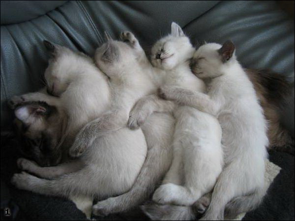 Просто симпатичные котейки Просто симпатичные котейки