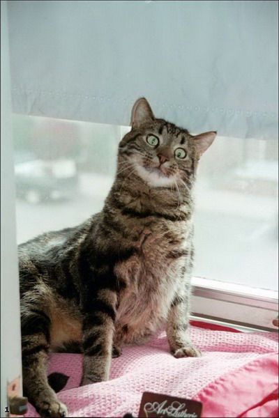Коты торчки