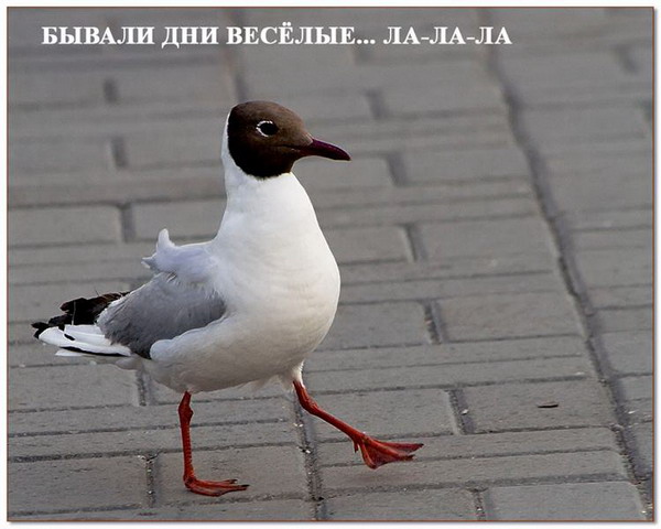 Эти забавные животные