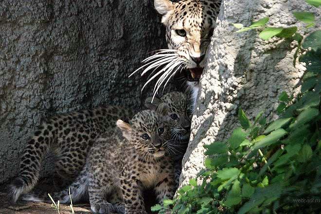 Персидские леопарды