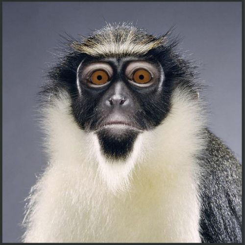 Прикольные фото обезьянок (10 фото)