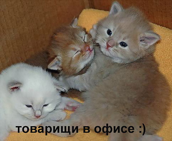 ������� ����
