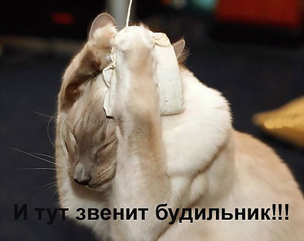 подъем прикольные картинки онлайн подъем прикольные картинки