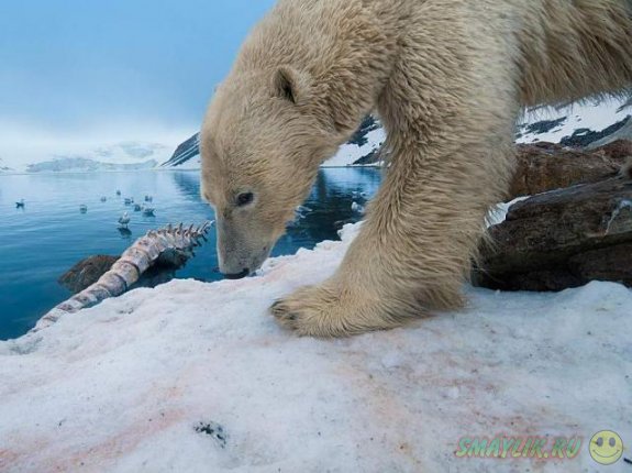 Лучшие фотографии National Geographic за август 2011г