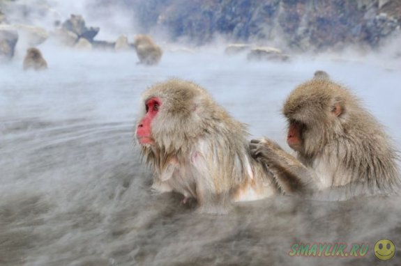 Снежные обезьянки острова Якусима
