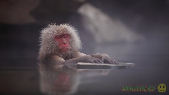 Снежные обезьянки острова Якусима