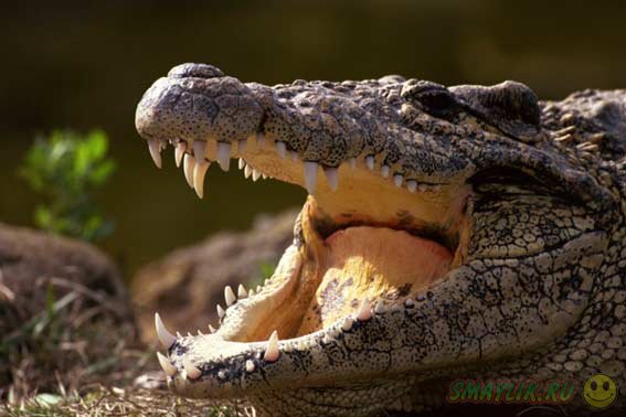 В ЮАР сбежавшие с фермы  крокодилы плавают вокруг домов местных жителей