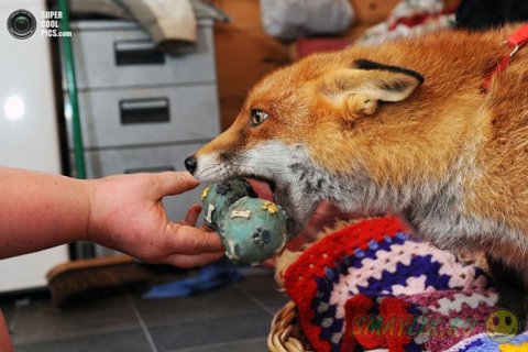 Дружелюбная лисица в  графстве  Уорикшир