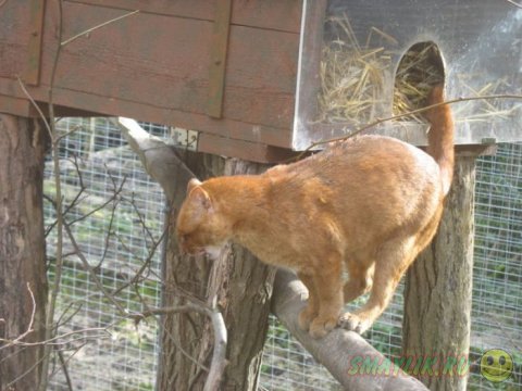 Ягуарунди  - дикая кошка Центральной и Южной Америки