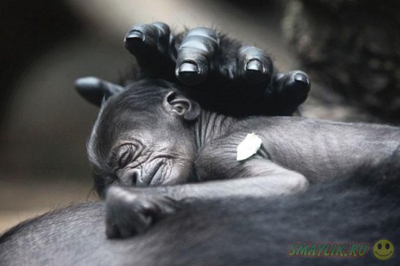 В Московском зоопарке появился на свет детеныш гориллы